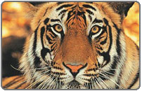 Bandhavgarh Tiger, Varanasi Travel Packages