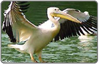 Bharatpur Bird Sanctuary