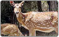 Varanasi Excursions-Kaimur Wildlife Sanctuary