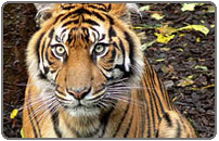 Ranthambore Tiger, Tour Varanasi